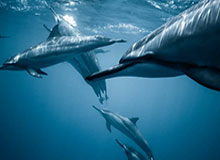 世界杯官方直播入口-NBA迪士尼复赛计划险搁浅 防疫成功并非靠高科技